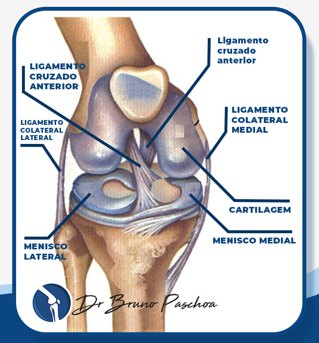 Anatomia do joelho com ligamento cruzado anterior, ligamentos colaterais, meniscos e cartilagem